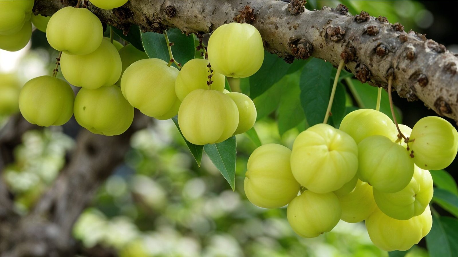 Indian Gooseberry - Amla