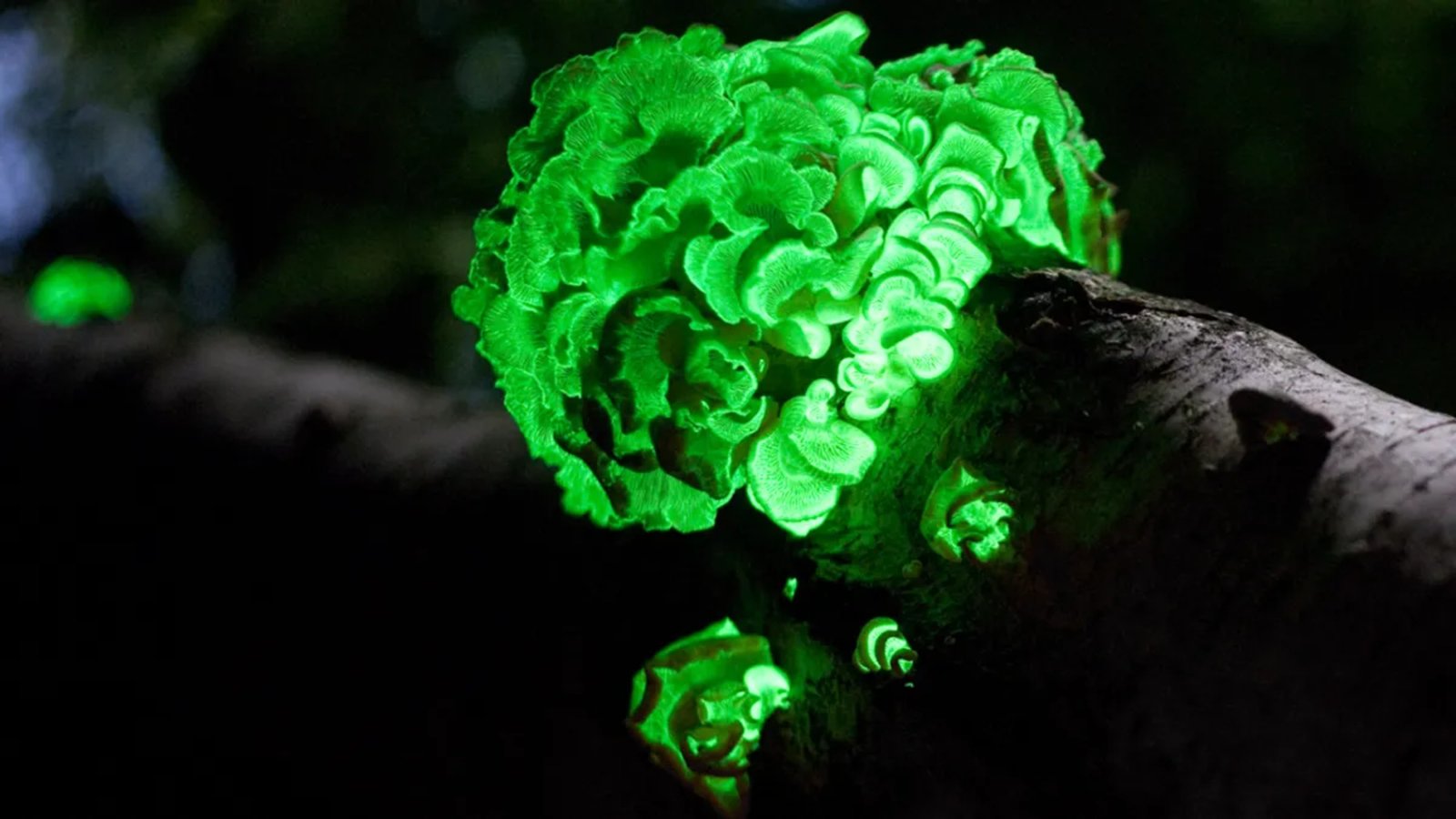 Bioluminescent Wood
