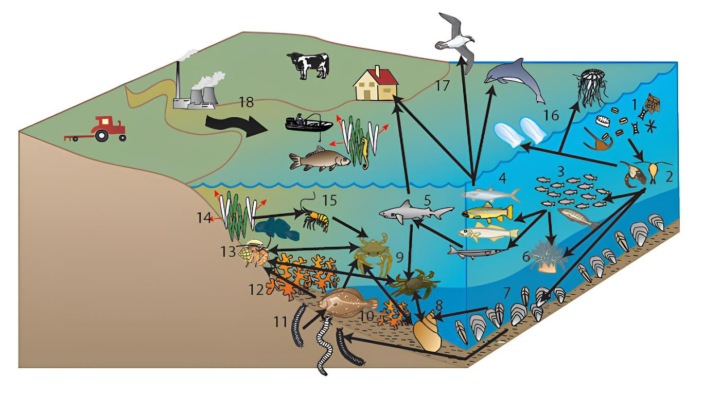black sea ecosystem