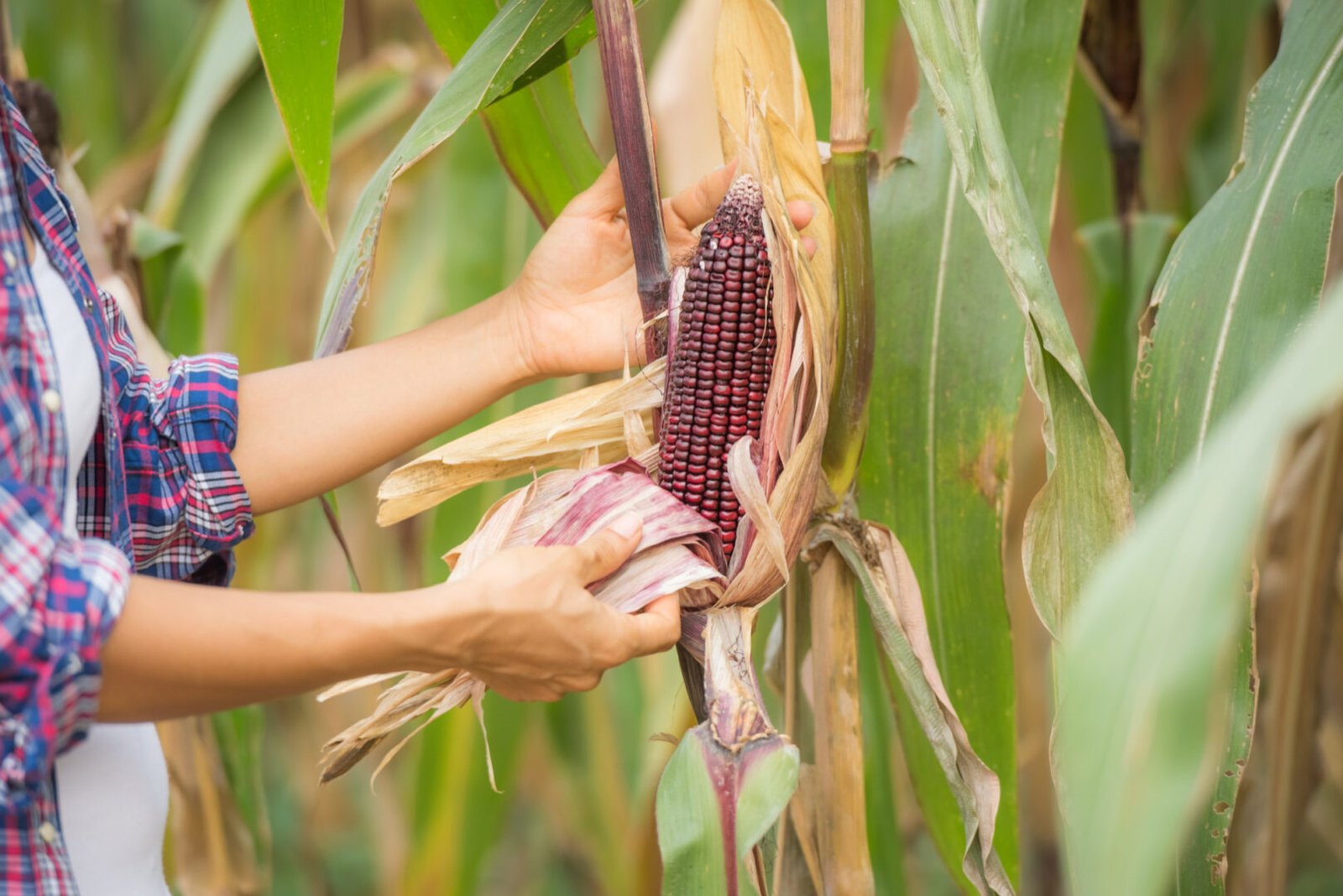 Purple Corn Superfood