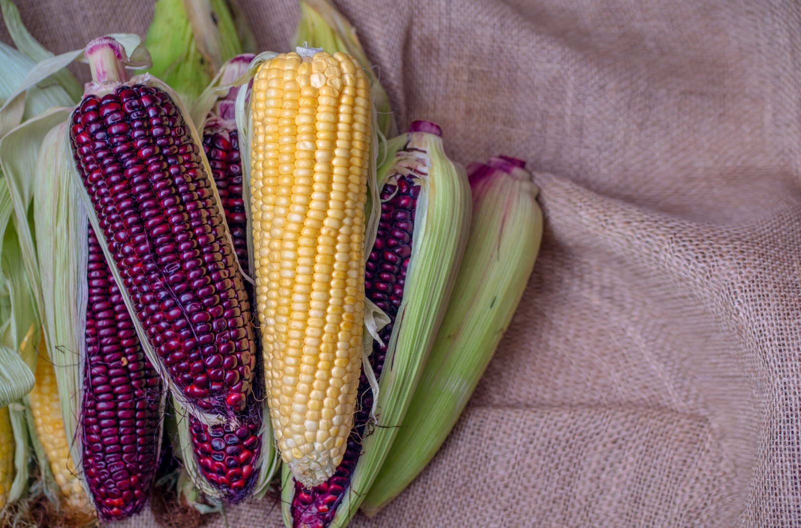 Purple Corn Beats Yellow Corn