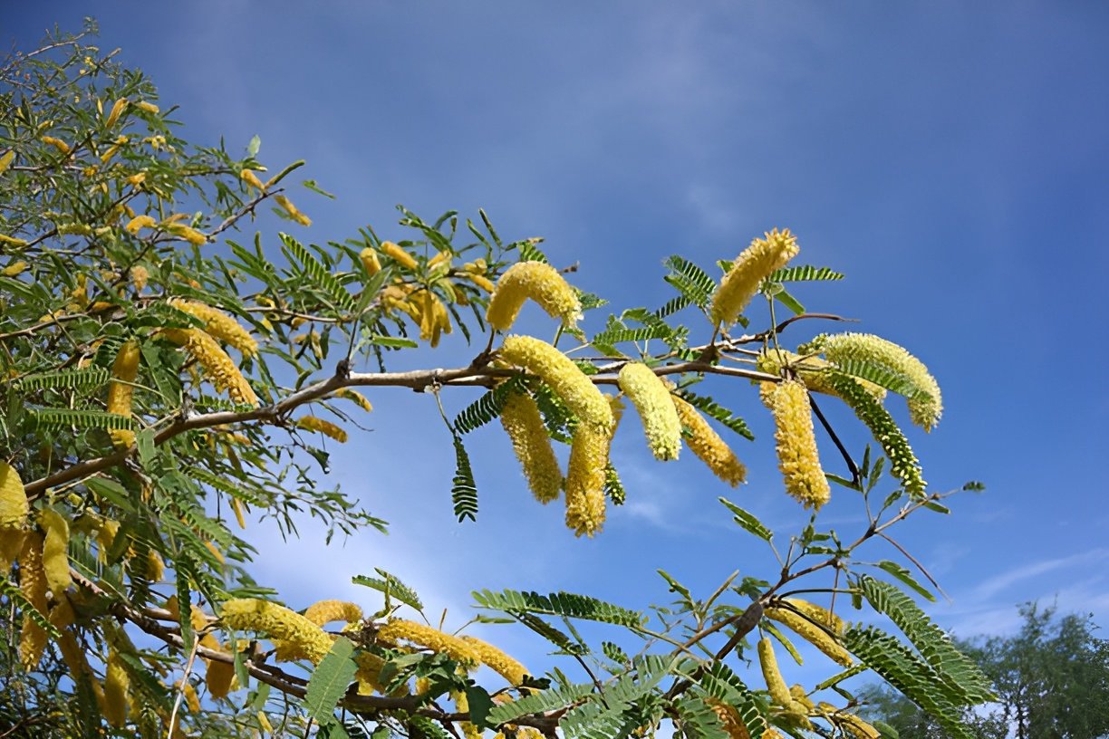 Mesquite trees